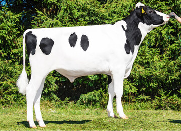 Scott PP ist der weltweit höchste reinerbig hornlose Holsteinbulle.