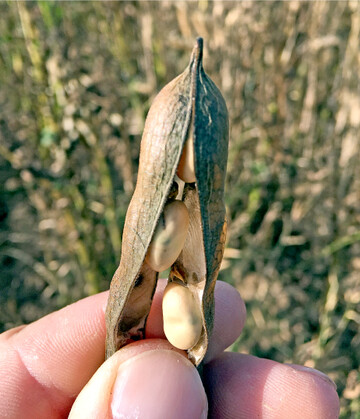 Ackerbohnen platzen sehr leicht auf. Ein schonender Drusch ist deshalb wichtig.