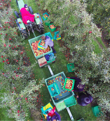 EU-weit wird mit einer guten Apfelernte gerechnet, was f�r die Vermarktung eine Herausforderung wird.�