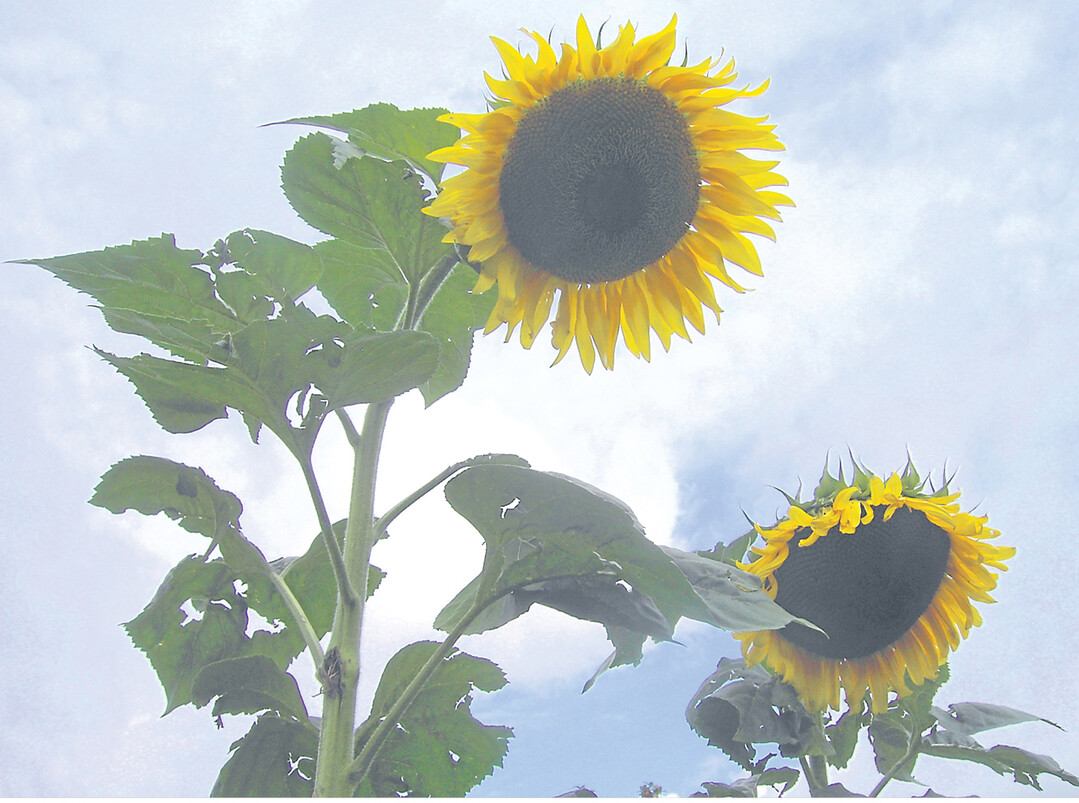Gelbe, kopfgro�e Bl�ten auf armstarken, teils bis zu drei Meter hohen Stielen. Die Pflanzen sind sehr standfest und brauchen nur an windreichen Standorten gest�bt oder angebunden werden.