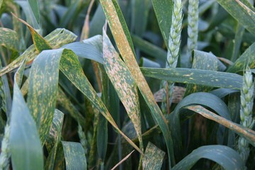 Dank der trockenen Witterung sind Pilzkrankheiten wie Gelbrost bisher kein großes Problem.