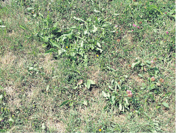 Der Sommer hinterl�sst Spuren. so schaut es heuer vieler orts aus: Vertrocknete Grasbest�nde mit welkendem L�wenzahn.