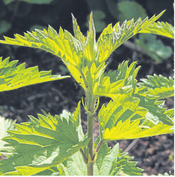 Die zarten Triebspitzen der Brennnessel geben Salaten eine besondere Note. Sie passen auch zu Kr�uterbutter oder Omeletten. Die Brennnesselhaare sollten zuvor entsch�rft werden.