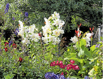 Lilien brauchen kraftvolle Partner, die sie in Eisenhut, Canna, Alstroemerien und Agapanthus finden.