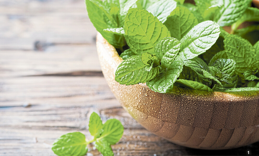 Frisch geerntete Minze, bereit f�r die weitere Verarbeitung in der K�che.