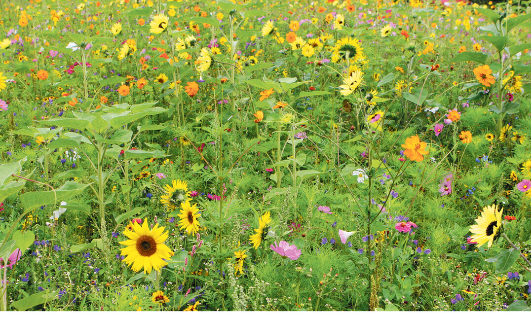 Seit Jahren engagieren sich Obstbauern am Bodensee f�r Bl�hfl�chen, die Insekten Nahrung und Lebensraum bieten.
