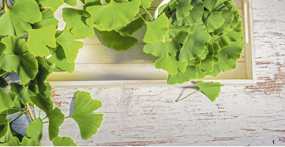 Die Inhaltsstoffe von Ginkgobl�ttern unterst�tzen die Gehirnfunktion.