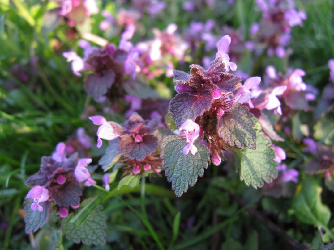Taubnesseln in Raps lassen sich gut mit Fuego oder Fuego Top bek�mpfen.
