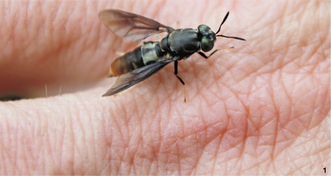 Frisch geschl�pfte Schwarze Soldatenfliege (Hermetia).