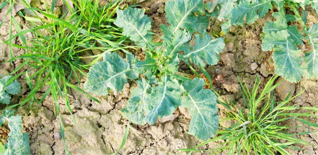 Ackerfuchsschwanz hat Populationen entwickelt, die gegen Gr�serherbizide mit Wirkstoffen aus der Gruppe der FOPs (HRAC 1) resistent sind. Um ihn langfristig erfolgreich zu bek�mpfen, sollten deshalb andere Wirkstoffgruppen zum Einsatz kommen.