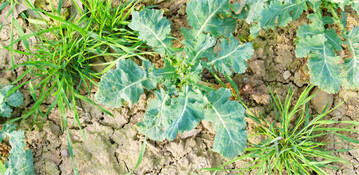 Ackerfuchsschwanz hat Populationen entwickelt, die gegen Gr�serherbizide mit Wirkstoffen aus der Gruppe der FOPs (HRAC 1) resistent sind. Um ihn langfristig erfolgreich zu bek�mpfen, sollten deshalb andere Wirkstoffgruppen zum Einsatz kommen.