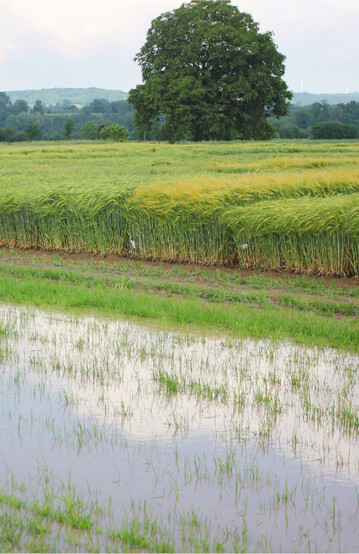 Das Versuchsfeld Orschweier: Die Wintergerste wurde witterungsbedingt erst drei Wochen sp�ter als �blich geerntet.