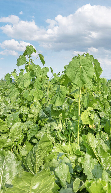 Die Samtpappel ist ein ernstes Problem f�r den R�benanbau.