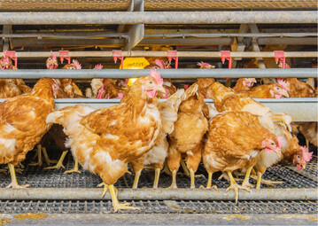 Die Trogl�nge beeinflusst die Dauer der Fresszeiten und damit das Wohlbefinden der Tiere.