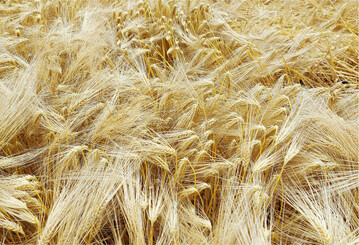 Die Sorte California ist nach wie vor die Nummer 1 in Baden-W�rttemberg.