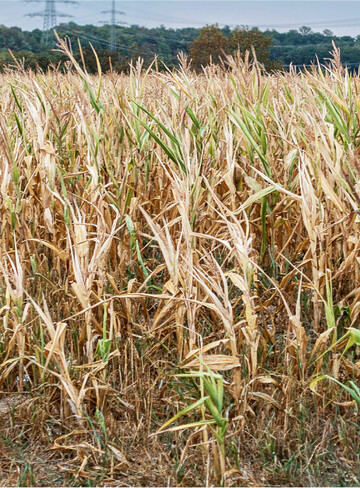 Hitze und Trockenheit haben dem Mais vielerorts stark zugesetzt.