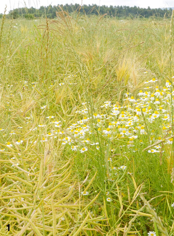 Neben Kamille sind auf vielen Standorten auch Ehrenpreis, Taubnessel und Vogelmiere anzutreffen.