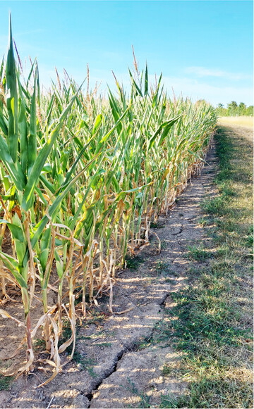 In trockengesch�digten Best�nden empfiehlt es sich die die Kolben- und Restpflanzenabreife genau zu beobachten.