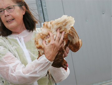 Gefl�gelfachberaterin Heide Sch�llhammer demonstriert, wie man den Bereich rund um die Kloake kontrolliert.