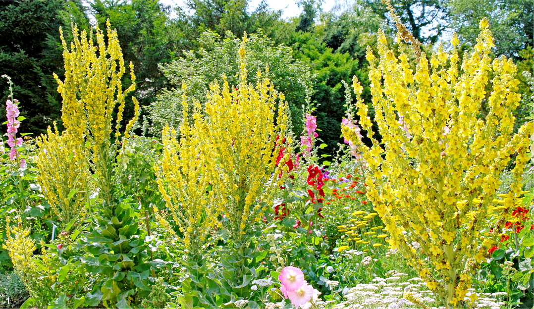 Die Kandelaber-K�nigskerze bildet von Juni bis August m�chtige, reich verzweigte gelbe Kandelaber. Die zweij�hrige Pflanze erreicht eine H�he von fast zwei Metern.