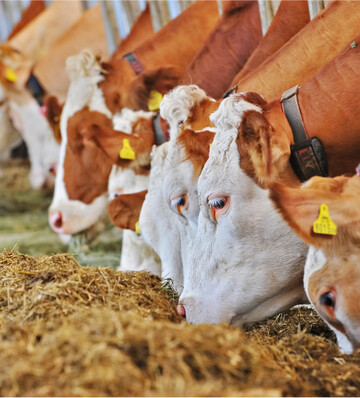 F�r Milchviehhalter mit QM+ oder QM++ soll der Zugang zum BEST Beef-Programm erleichtert werden.