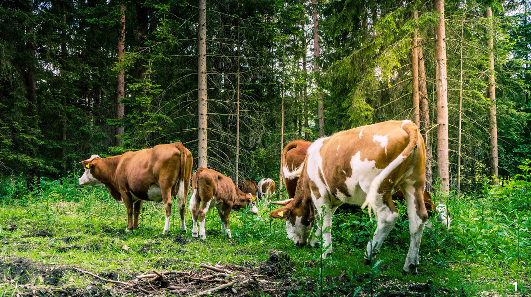 1 Im Gemeindewald Hohenstein im Kreis Reutlingen entsteht mit einer Mutterkuhherde von Hinterw�ldern wieder ein Hutewald.