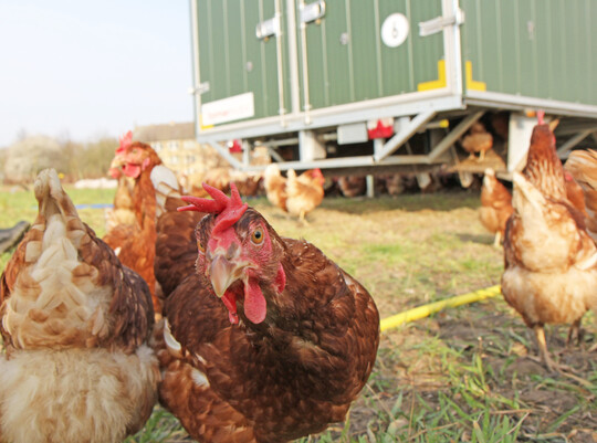 Die Legehennen profitierten von der F�tterung der Insektenlarven. Doch f�r den Gefl�gelhalter entstand ein h�herer Arbeitsaufwand. 