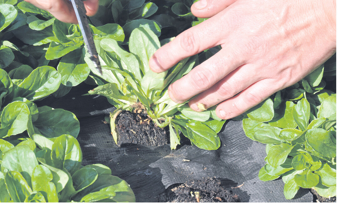 Feldsalat l�sst sich �ber der Mulchfolie sauber und einfach ernten.