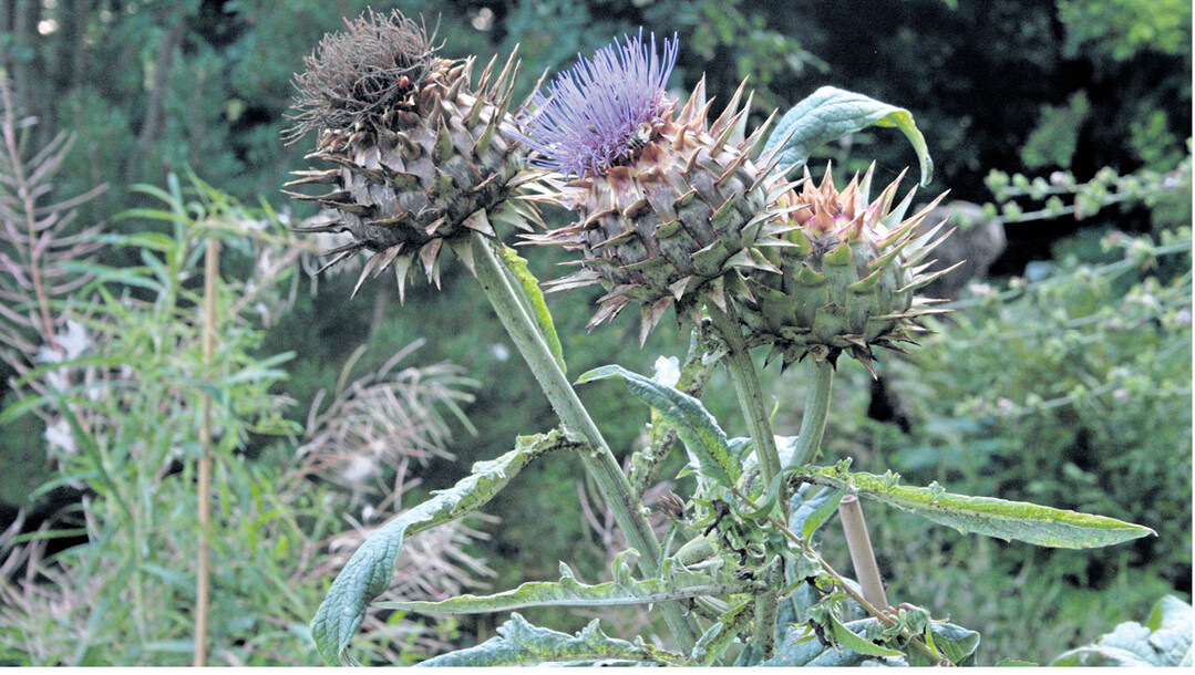Artischocken wachsen zu stattlichen Pflanzen mit gro�en, dekorativen Bl�tenk�pfchen heran.