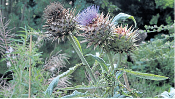 Artischocken wachsen zu stattlichen Pflanzen mit gro�en, dekorativen Bl�tenk�pfchen heran.