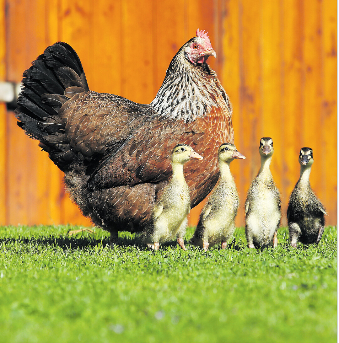 In Altheim-Waldhausen im Kreis Biberach hat ein Huhn Entenk�ken ausgebr�tet, weil sich die Enteneltern nicht um ihren Nachwuchs k�mmern wollten. Die vier Kleinen akzeptieren das Huhn als Mutter und laufen ihr st�ndig hinterher, so die Besitzerin der Tiere. Das Huhn mit dem Namen Emma zeige den kleinen Enten auch, wie sie W�rmer fangen k�nnen, obwohl Enten eigentlich viel lieber Schnecken m�gen.