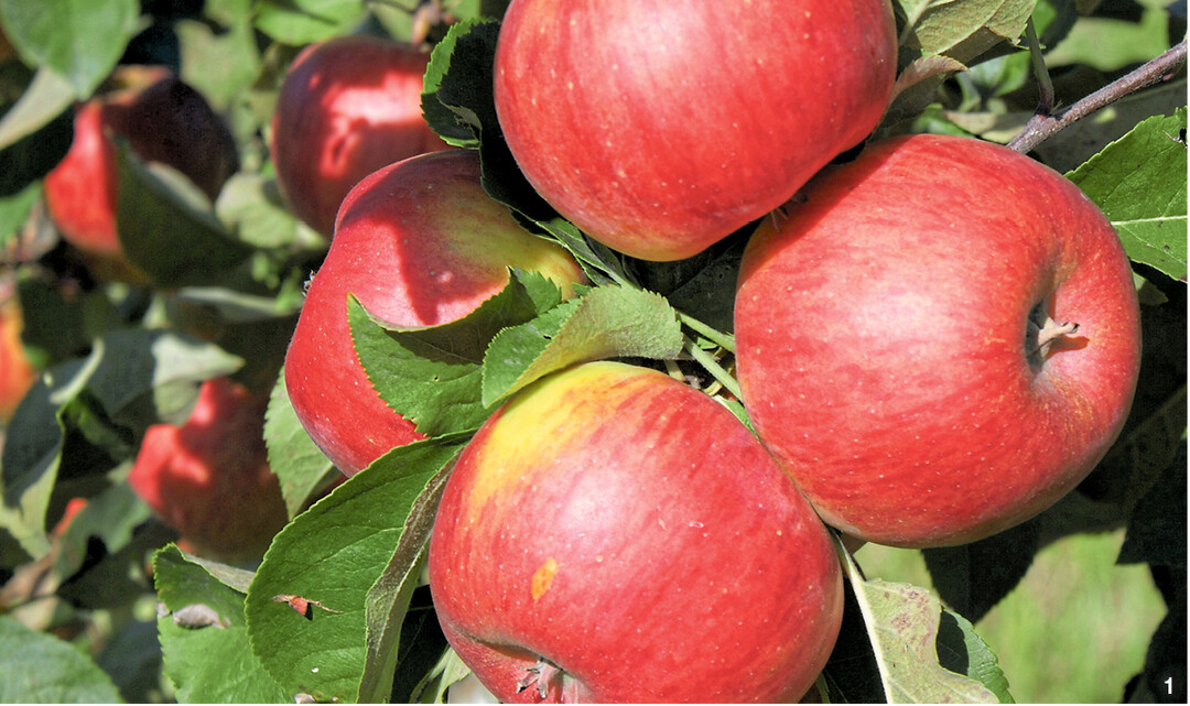 Topazist ein s��-s�uerlicher, feinaromatischer Winterapfel.