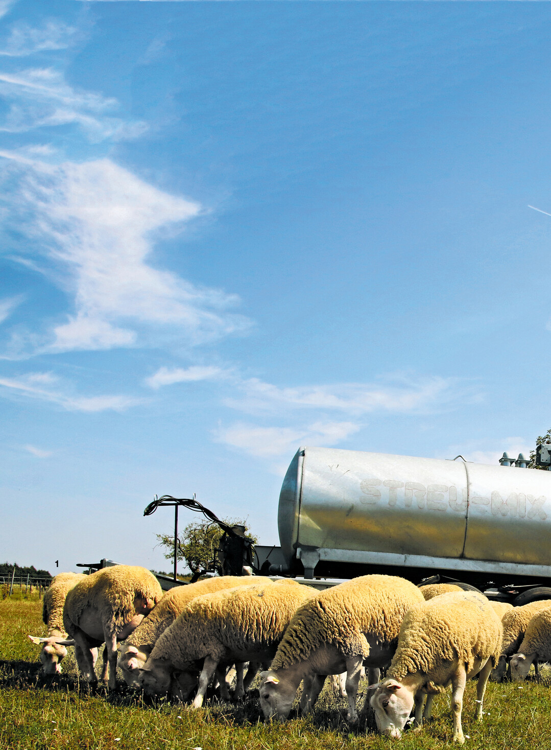 Mit 800 Berrichon du Chers-Schafen plus Nachzucht, die geh�tet und gekoppelt werden, bewirtschaftet die Sch�ferei 100 Hektar Landschaftspflegefl�chen und 70 Hektar M�hweiden.