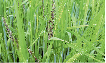 Eine Beizung gegen Flugbrand an Weizen und Gerste ist empfehlenswert.