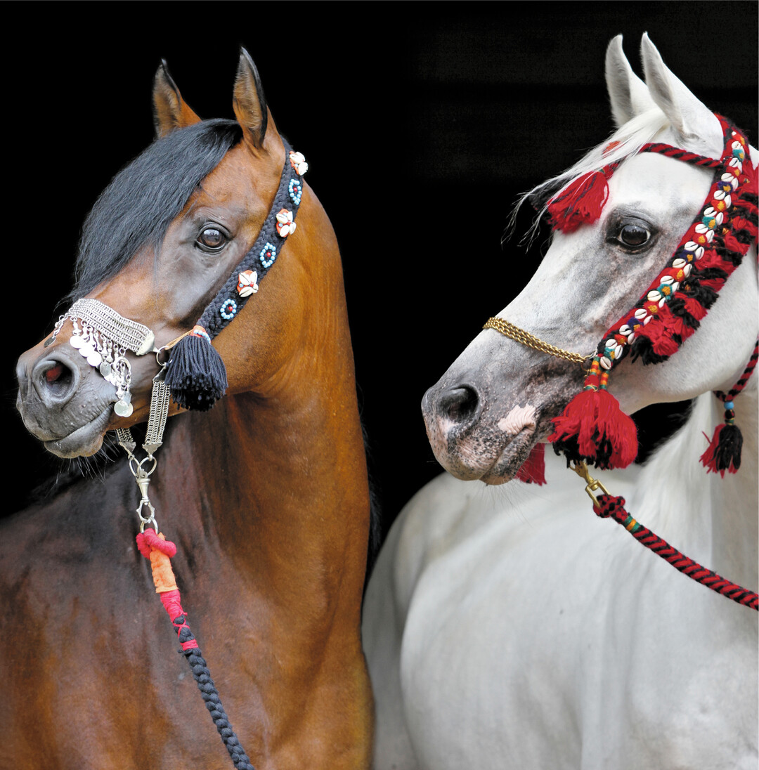 Im Haupt- und Landgest�t Marbach gibt es bis 10. September dienstags und donnerstags um 13.30 Uhr ein halbst�ndiges Schauprogramm. Vor- oder nachher kann eine 45-min�tige Gest�tsf�hrung gebucht werden. An den anderen Tagen in den Ferien gibt es F�hrungen (auch ohne Voranmeldung) um 13.30 Uhr und 15 Uhr. Karten sind bis zum Vortag um 12 Uhr zu reservieren: 07385 / 96 95-37 oder info@hul.bwl.de. Im Nachbarort Dapfen lockt von Mittwoch bis Sonntag das Lagerhaus" an der Lauter mit Café, Kaffeer�sterei, Schokolaterie und Seifenmanufaktur. Mehr Infos: www.lagerhaus-lauter.de und www.hul.landwirtschaft-bw.de.