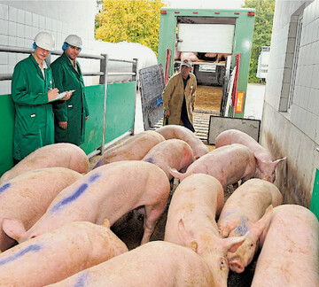 Qualitätskontrolle der Schweine bei der Anlieferung am Ulmer Schlachthof.