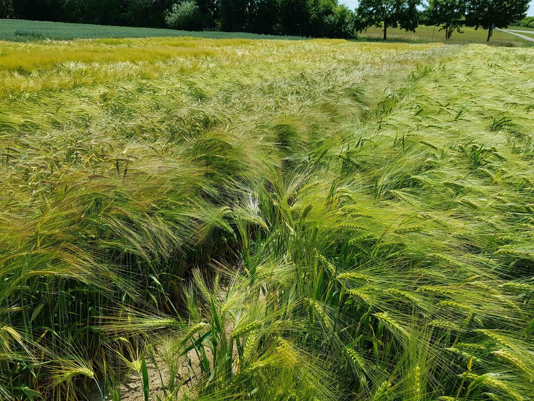 Winterbraugerste am Versuchsfeld B�nnigheim. 