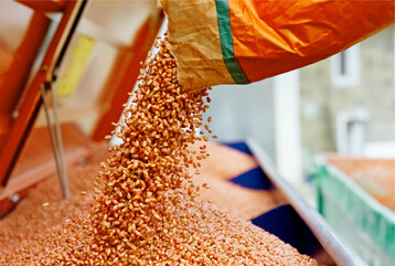 Da Beizmittel die Fließeigenschaften des Saatguts beeinflussen, muss die Sämaschine neu eingestellt werden, wenn unterschiedlich gebeiztes Saatgut ausgesät wird.