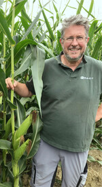 Zweitkolben treten vor allem in lückigen Beständen und bei Randpflanzen auf.