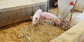 Vor allem die geringe Besatzdichte und der Einsatz von Stroh als Einstreu verursachen Mehrkosten.