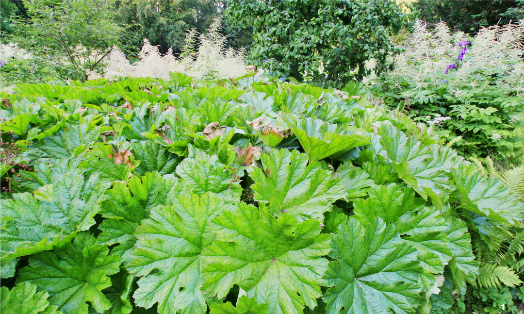 Das Schildblatt ist die einzige Pflanzenart der Gattung Darmera in der Familie der Steinbrechgew�chse. Es mag Wassern�he.