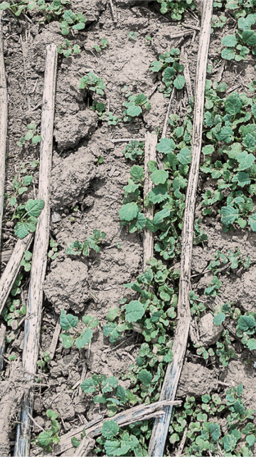 Anhaltend trockene Witterung verz�gert das Auflaufen des Ausfallrapses. Hier hilft das Gie�en einer Testfl�che mit der Kanne.