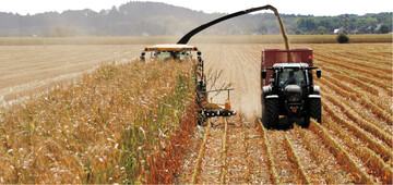 Mais 2022: Ein guter Start, aber in Nordbayern zu wenig Wasser.