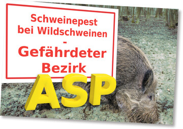 Immer wieder sorgen ASP-Ausbr�che f�r strenge Beschr�nkungen auf schweinehaltenden Betrieben.