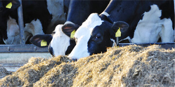 Gut gemischt: Die K�he sollten auch noch von oben fressen, wenn es schon eine Weile her ist, dass das Futter vorgelegt worden ist.