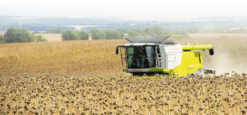 Sonnenblumen werden relativ sp�t reif. Eine richtige M�hdreschereinstellung ist wichtig, um die Ernte gut, schnell und mit geringen Verlusten einzubringen.