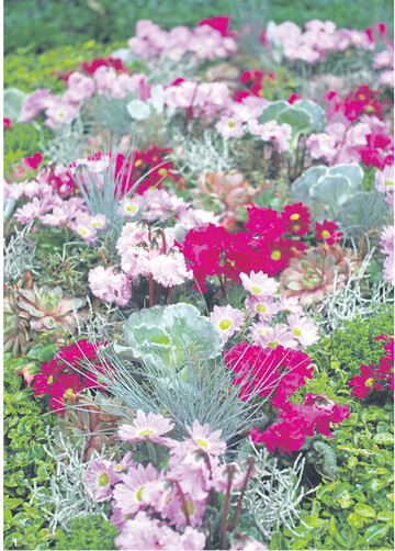 Das feine Blauschwingelgras mit dem silbrig-grauen Laub sorgt zwischen Alpenveilchen und Chrysanthemen f�r Leichtigkeit.