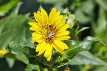 Die Silphie ist ein guter Nektar- und Pollenspender, sie bl�ht von Juli bis September.