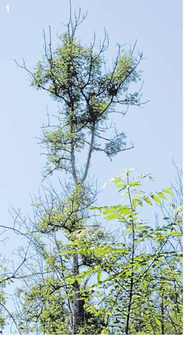 Eschen mit mehr als 70 Prozent Laubverlust (Juli-Bonitur) sollten im kommenden Winter geerntet werden.