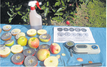 Mit einfachen Schnelltests l�sst sich der Reifebeginn von �pfeln n�herungsweise bestimmen.